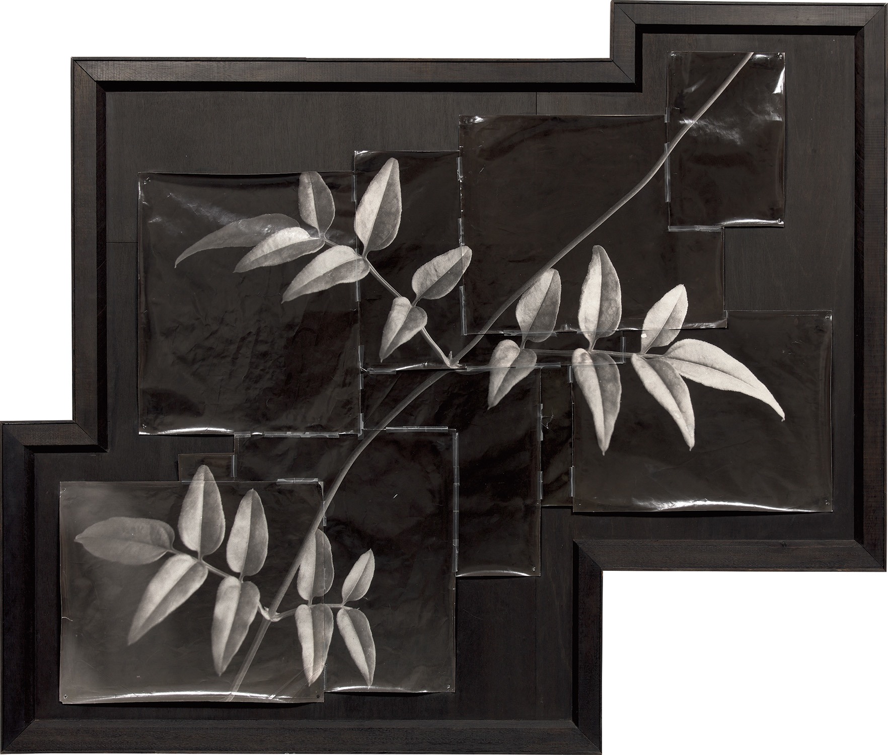 Doug Starn and Mike Starn