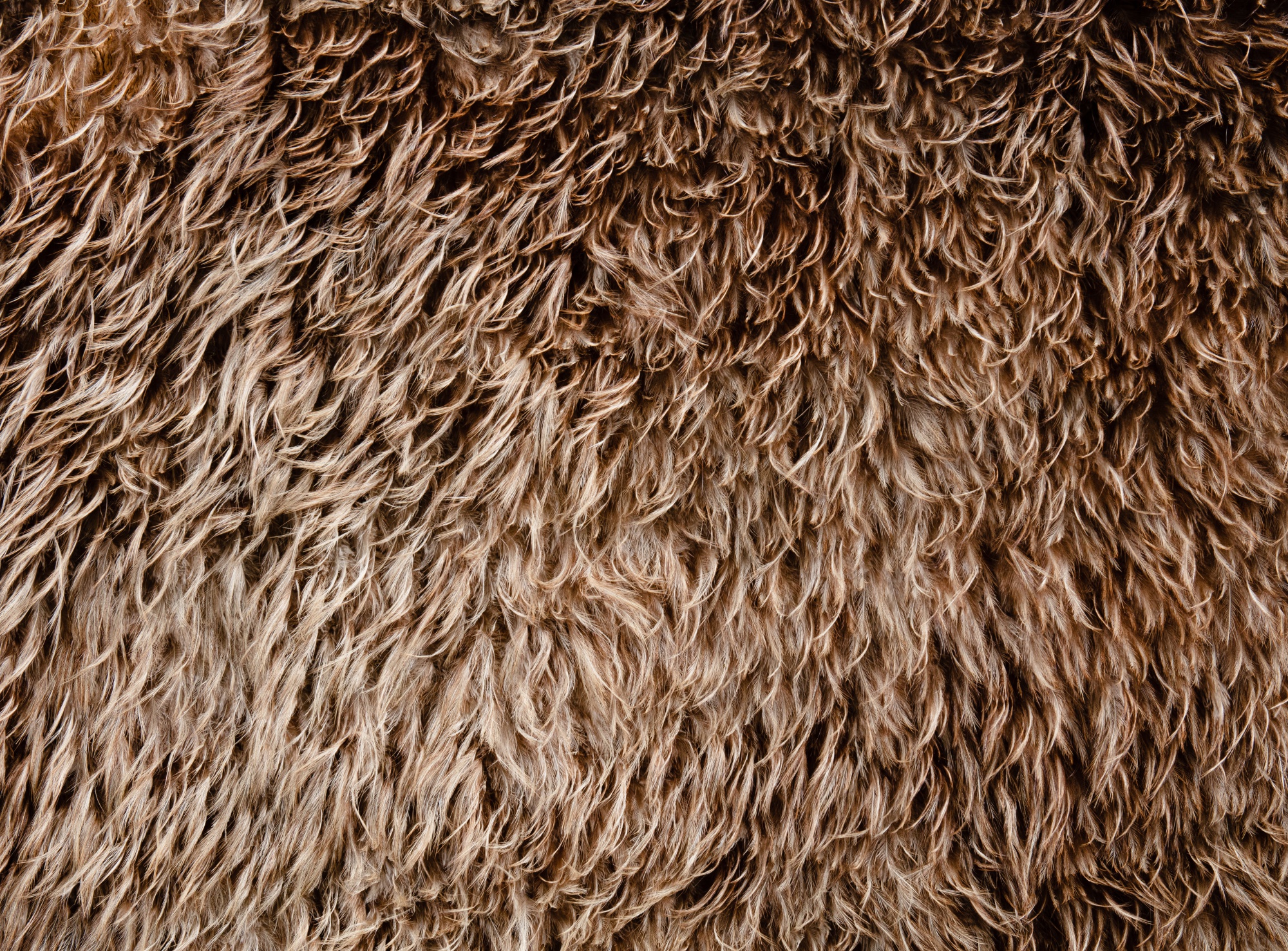 Cape de plumes Maori, Nouvelle-Zélande