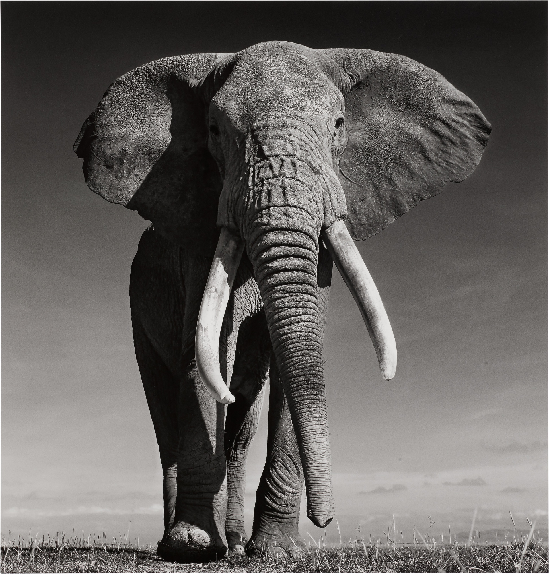 David Yarrow