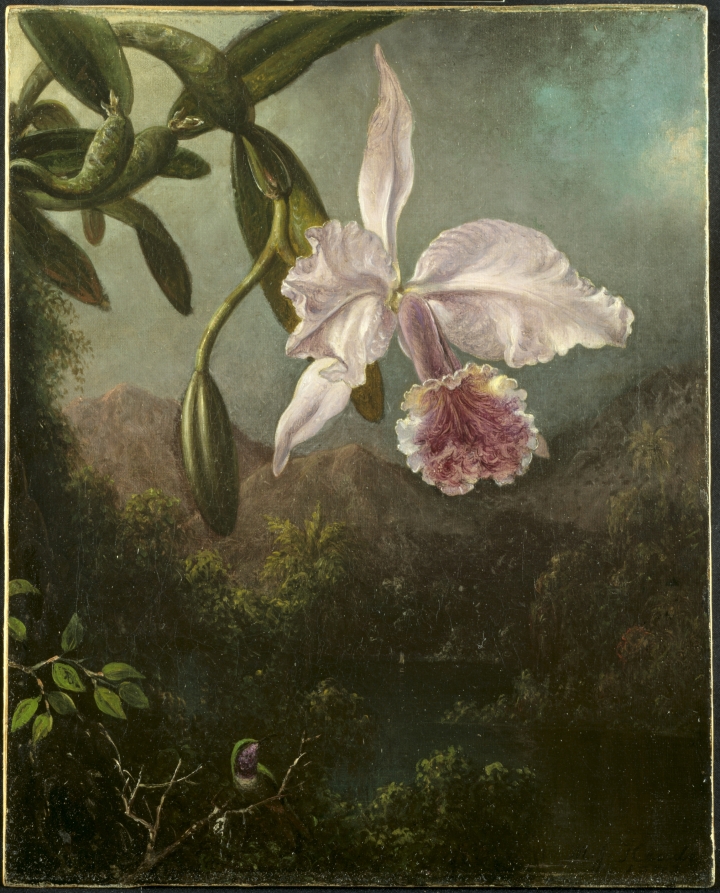 Martin Johnson Heade