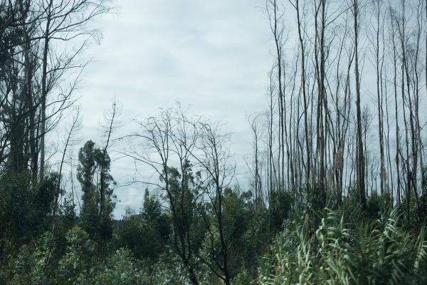 Wolfgang Tillmans