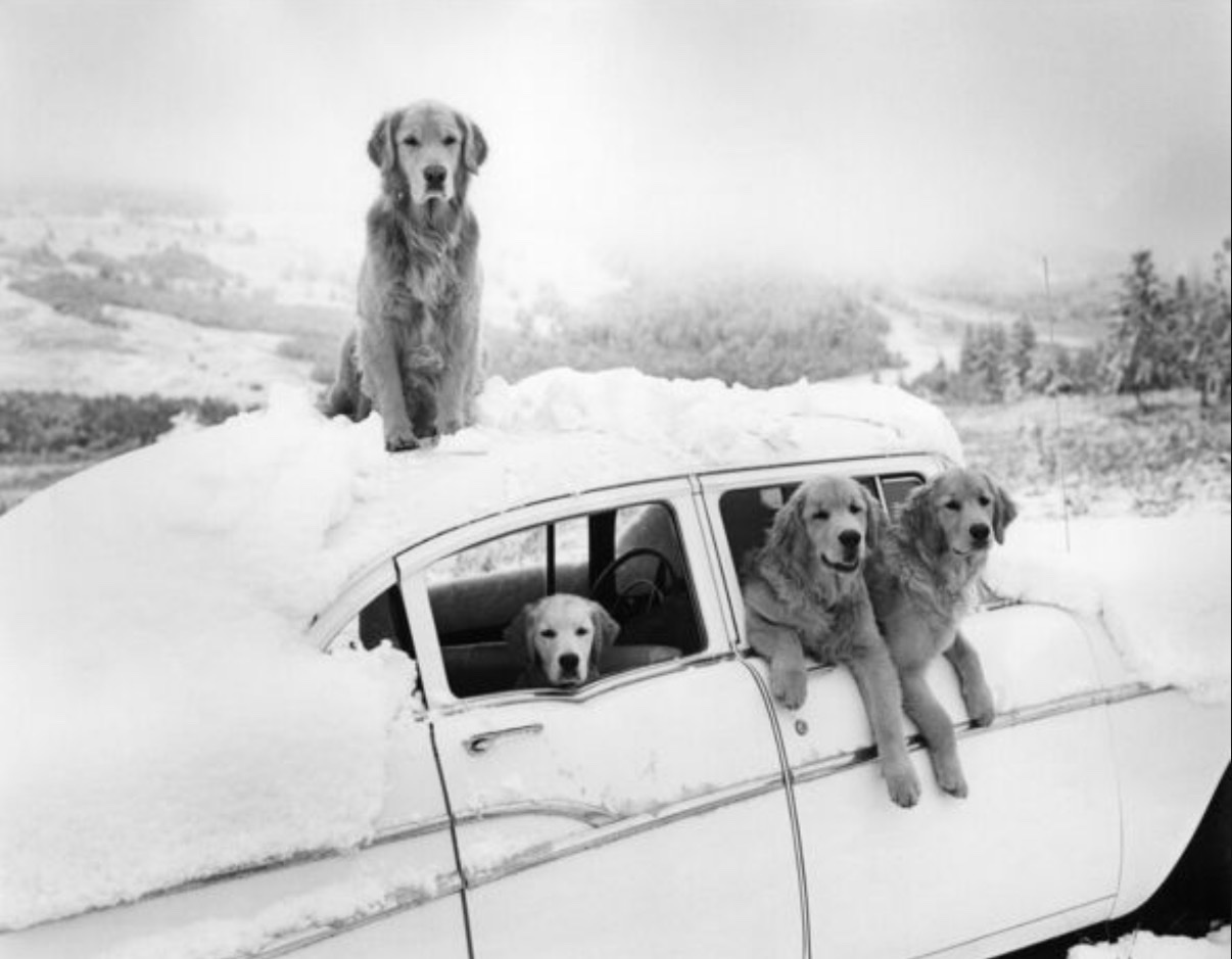 Bruce Weber — Summer Snowstorm, Little Bear Ranch, McLeod, MT