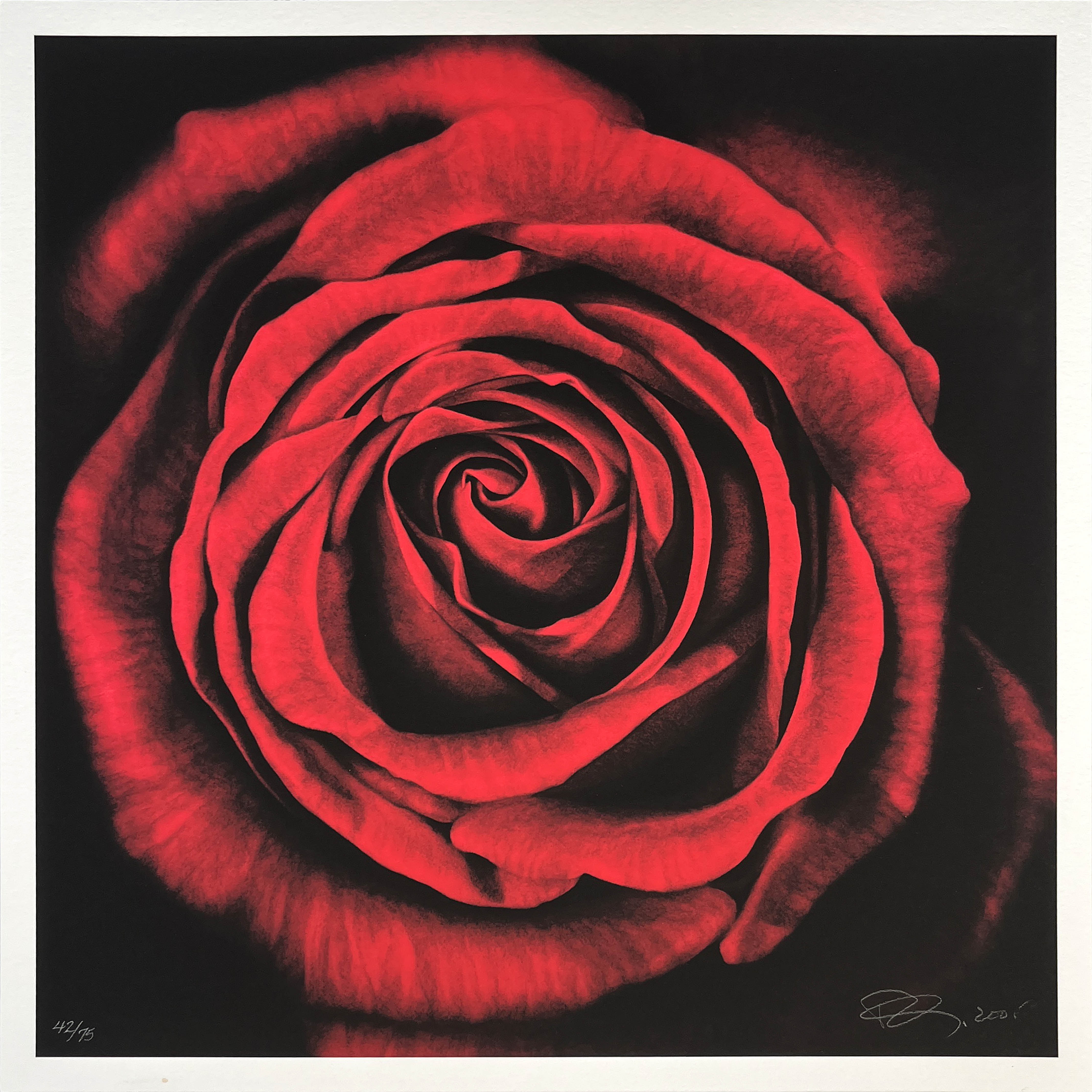 Robert Longo — Untitled Rose