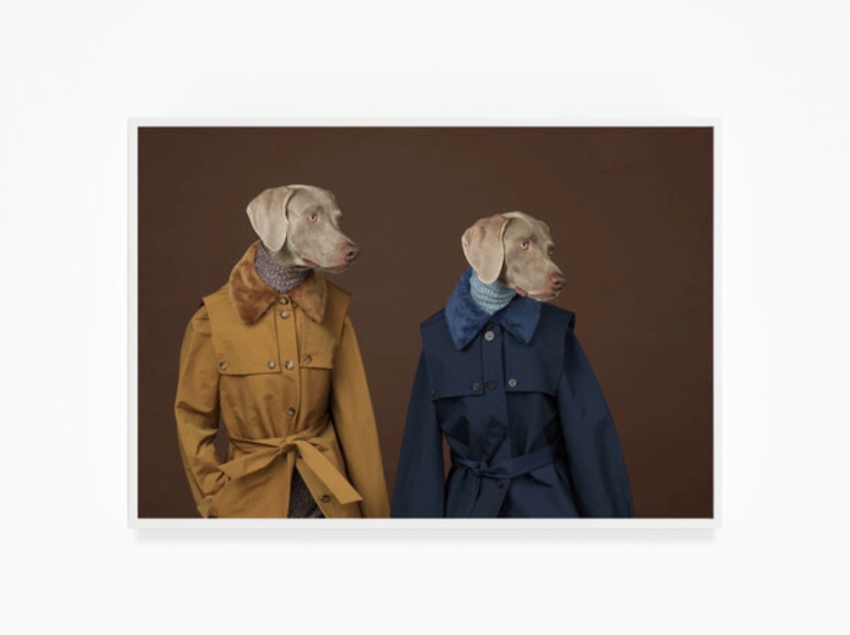 William Wegman — Looking Right