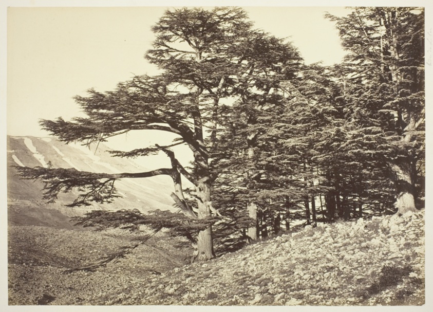 Cedars of Lebanon