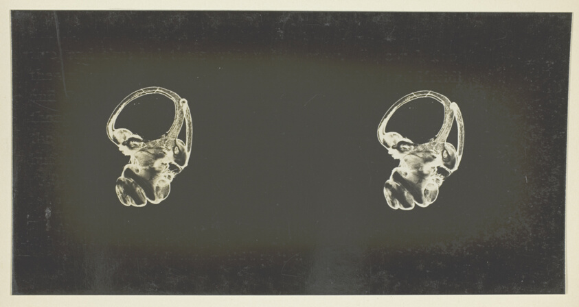 Albert A. Gray (English, 1868–1936), author — The Labyrinth of Animals; Including Mammals, Birds, Reptiles, & Amphibians - Vol. I