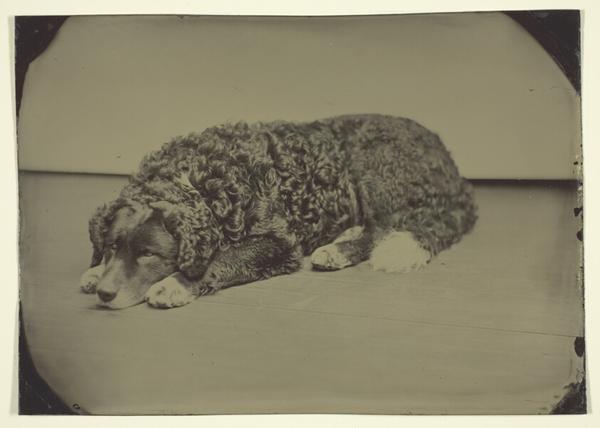 Untitled (Dog)