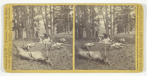 Successful Hunters dressing Elk, No. 56 from the series "Yellowstone National Park Views"