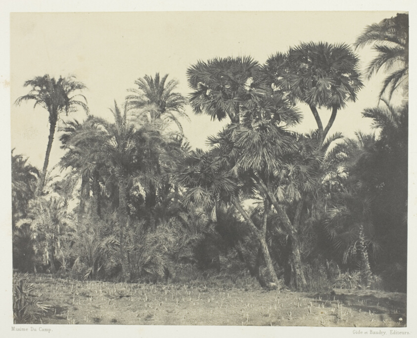 Maxime Du Camp — Bois de Dattiers et de Palmiers Doums, Haute-Egypte, plate 23 from the album "Egypte, Nubie, Palestine et Syrie" (1852)