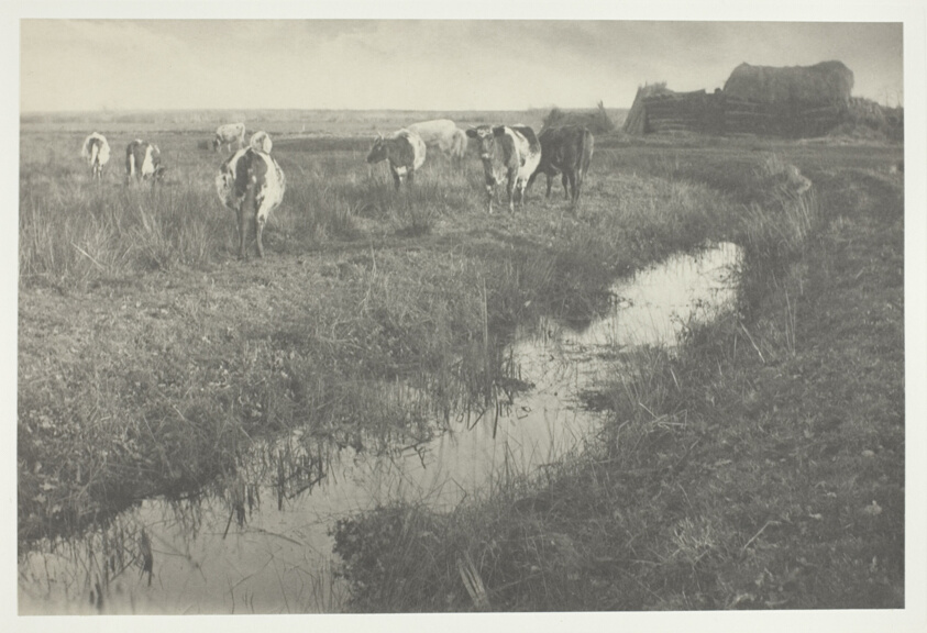 Peter Henry Emerson — Cattle on the Marshes