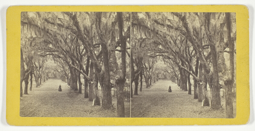 J. N. Wilson — Bonaventure