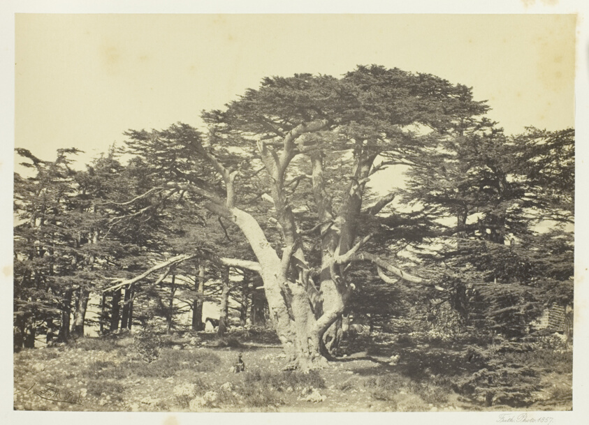 Francis Frith — The Largest of the Cedars, Mount Lebanon