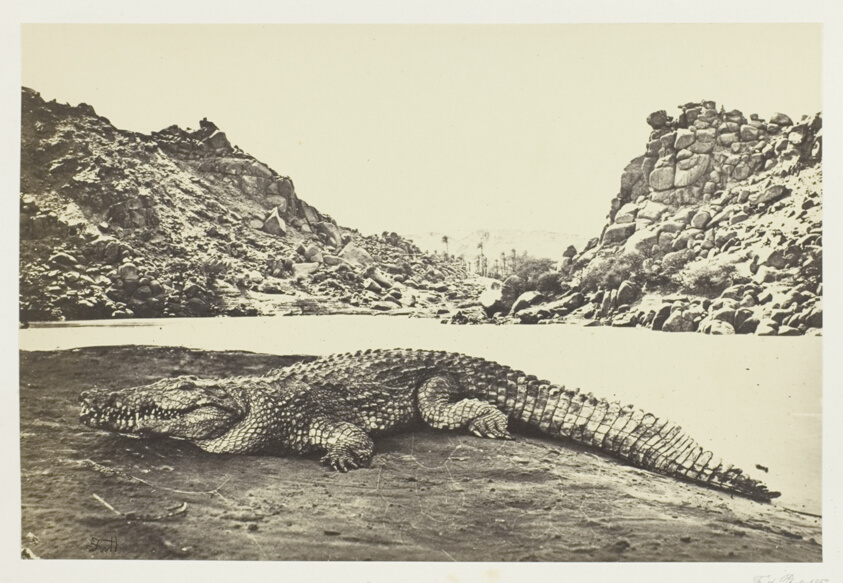 Crocodile on a Sand-Bank