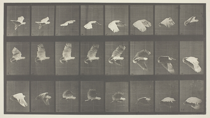 Animal Locomotion, Plate 758