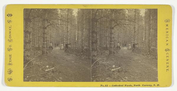 Cathedral Woods, North Conway, N.H.
