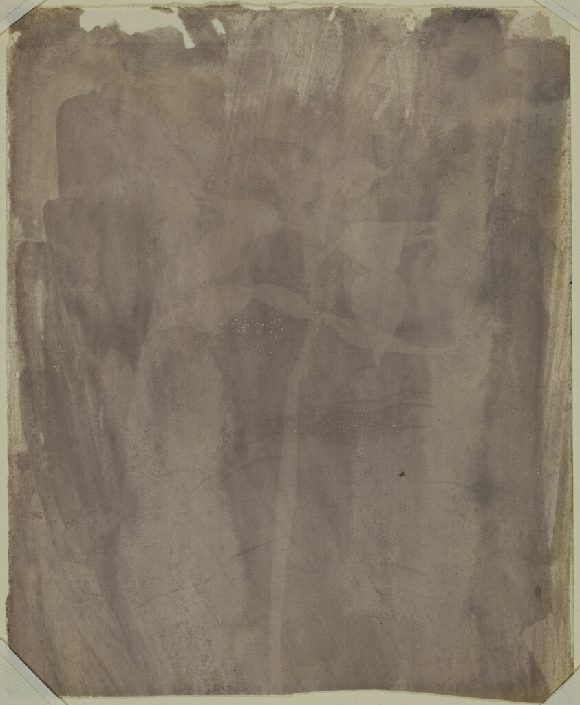 William Henry Fox Talbot — Botanical Specimen