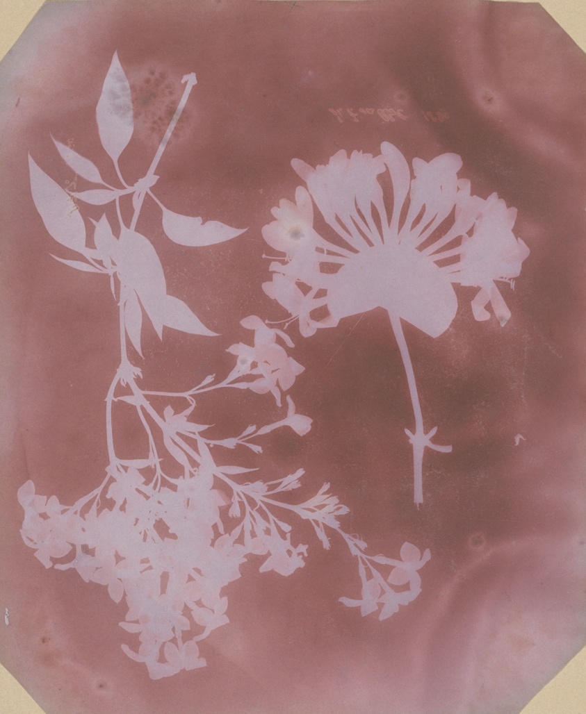 William Henry Fox Talbot — Two Plant Specimens