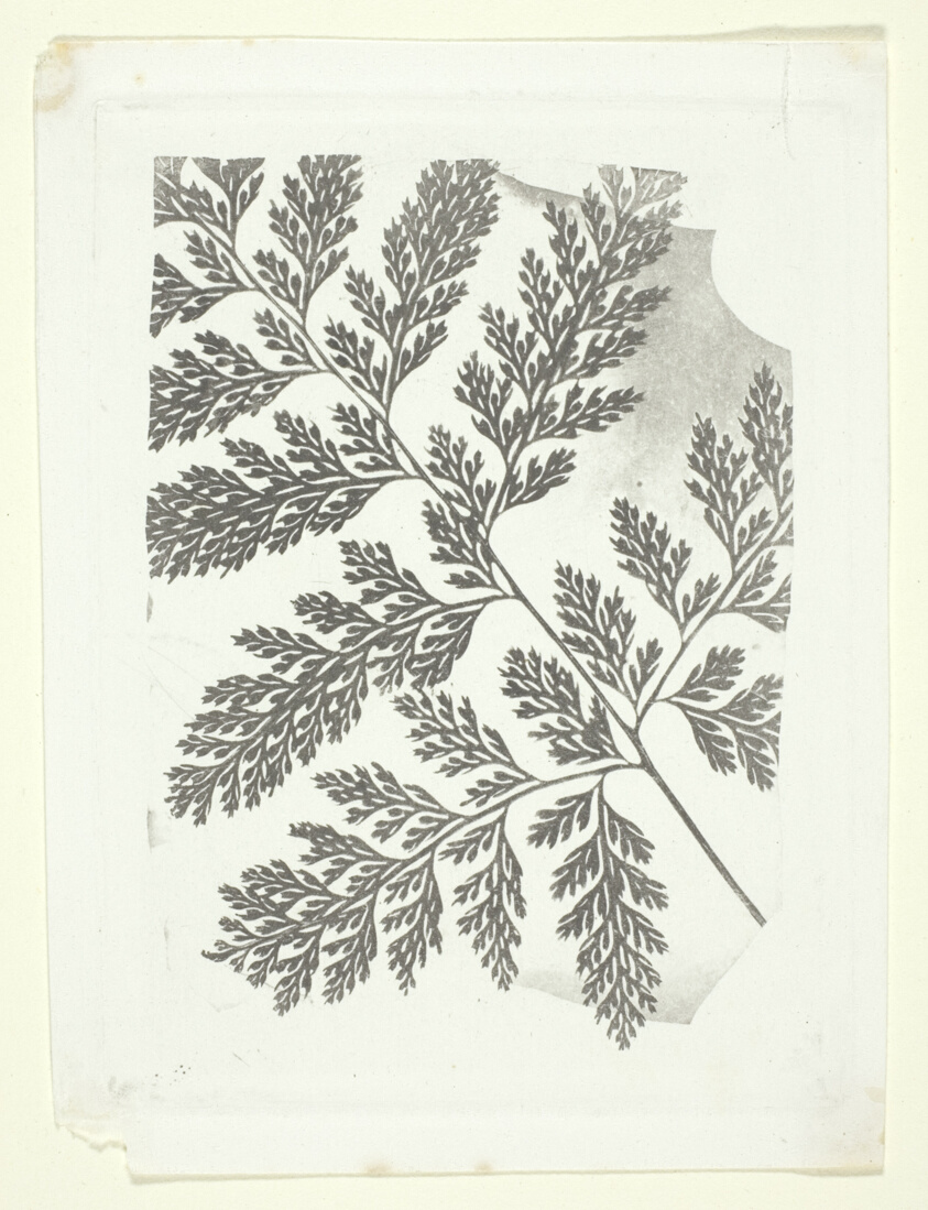 William Henry Fox Talbot — Branch of a Fern