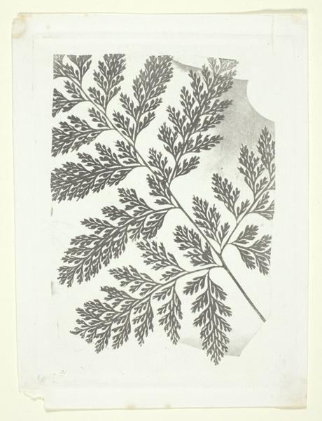 Branch of a Fern