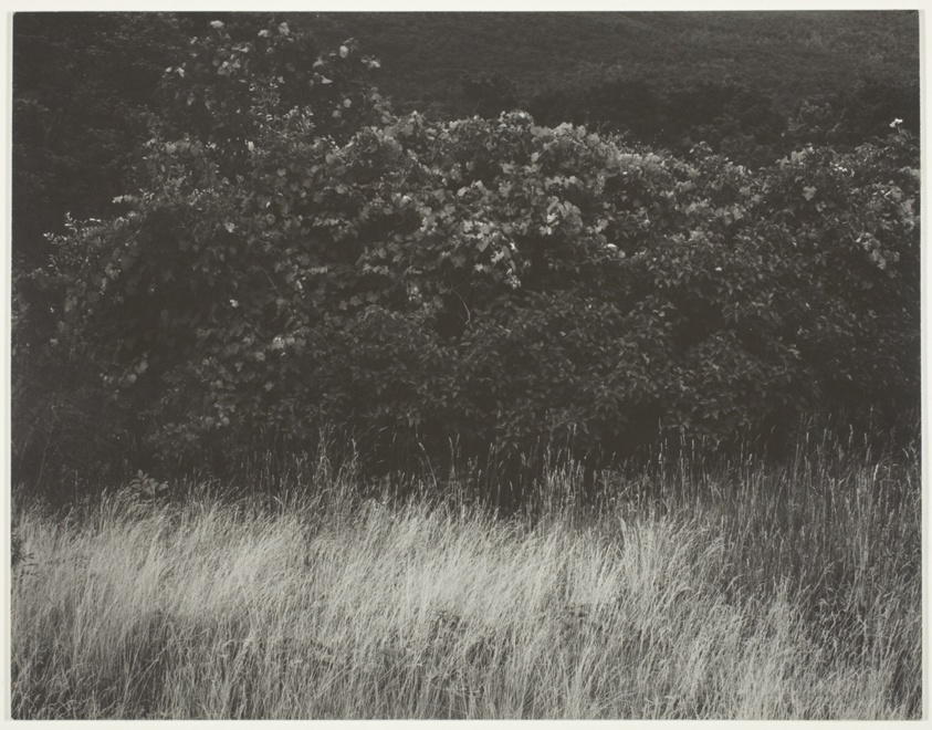 Alfred Stieglitz — Hedge and Grasses - Lake George
