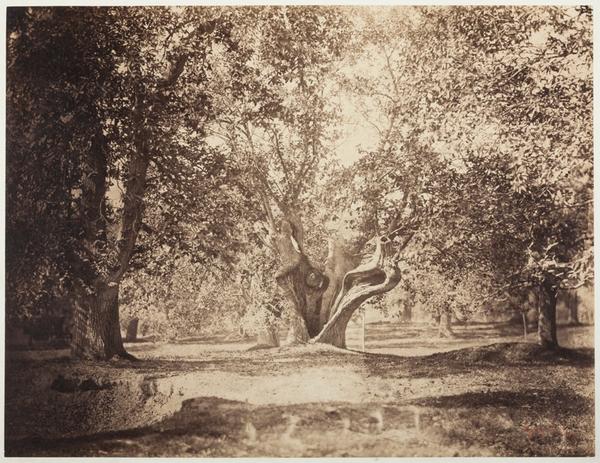 Tree, Forest of Fontainebleau