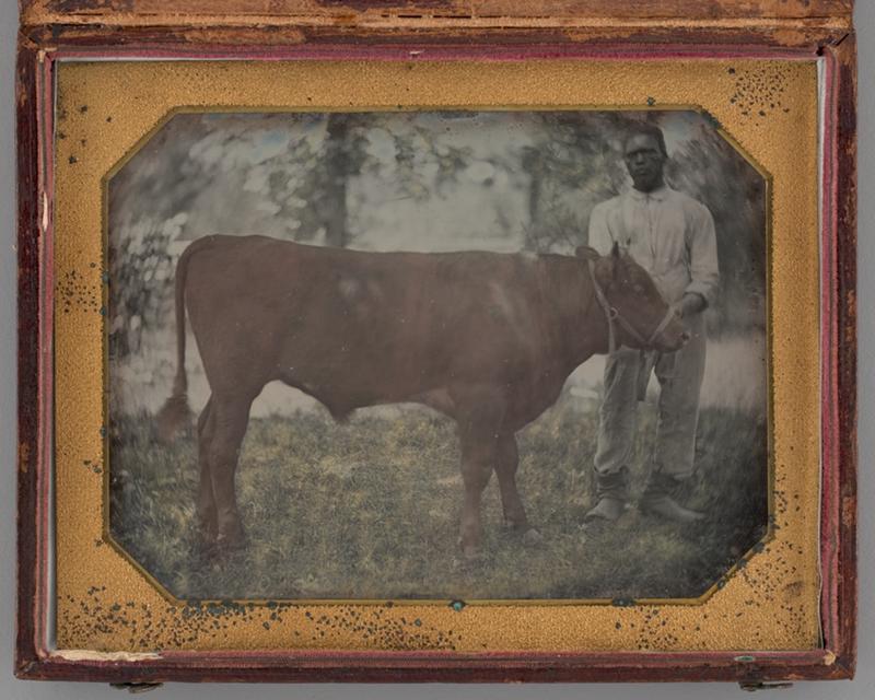 Untitled (Portrait of a Standing Man with a Steer)