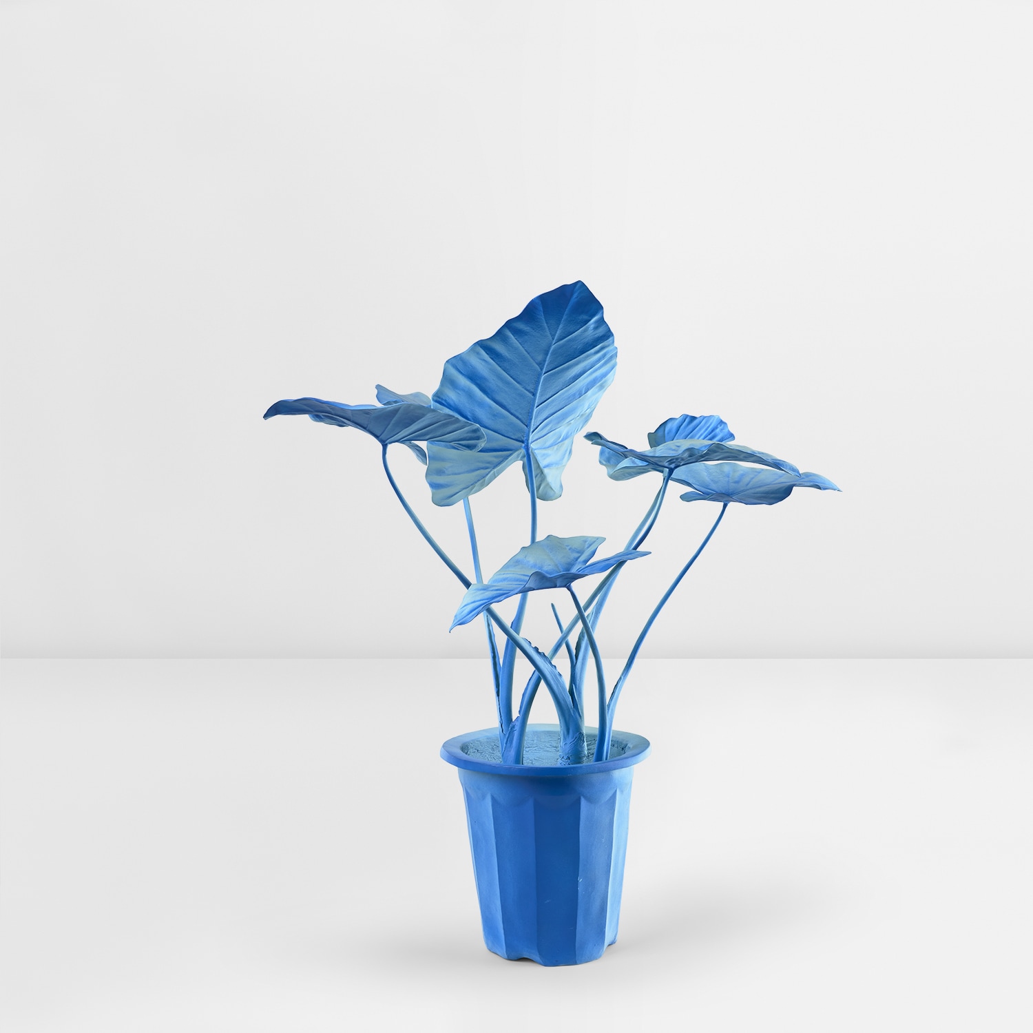 Daniel Arsham — Coconut Grove Plant