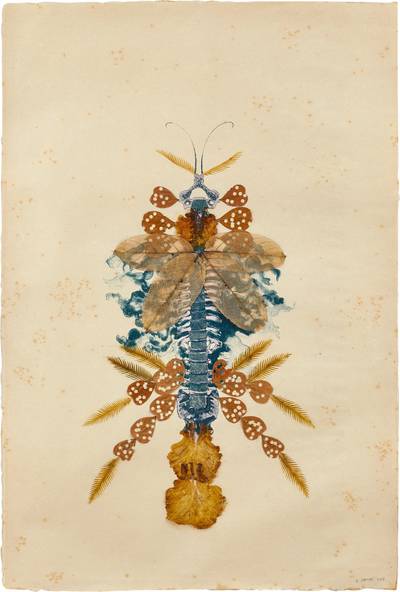 Vertebraesomniumanisoptera C