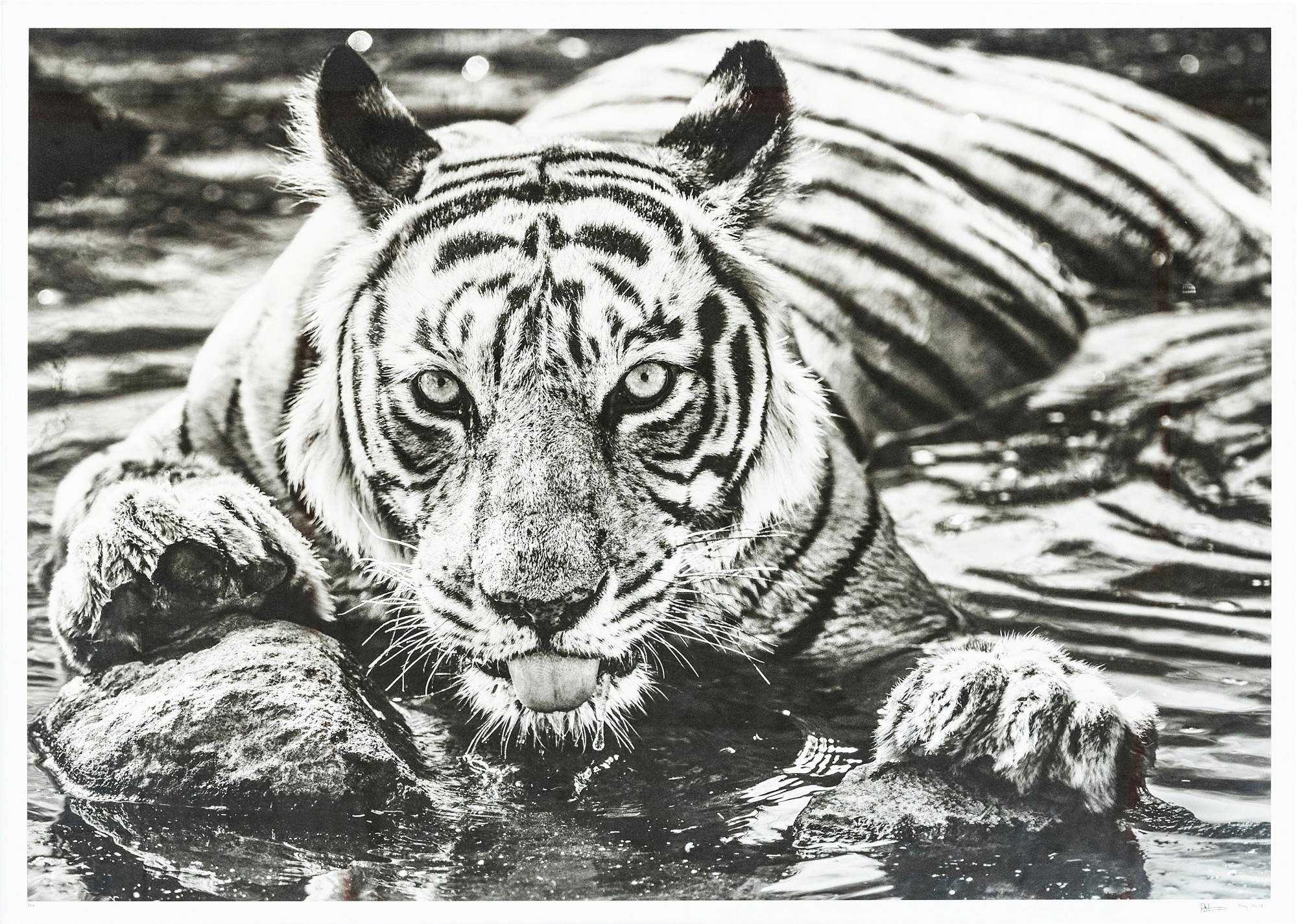 The Queen of Ranthambore  倫塔波爾之后