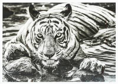 The Queen of Ranthambore  倫塔波爾之后