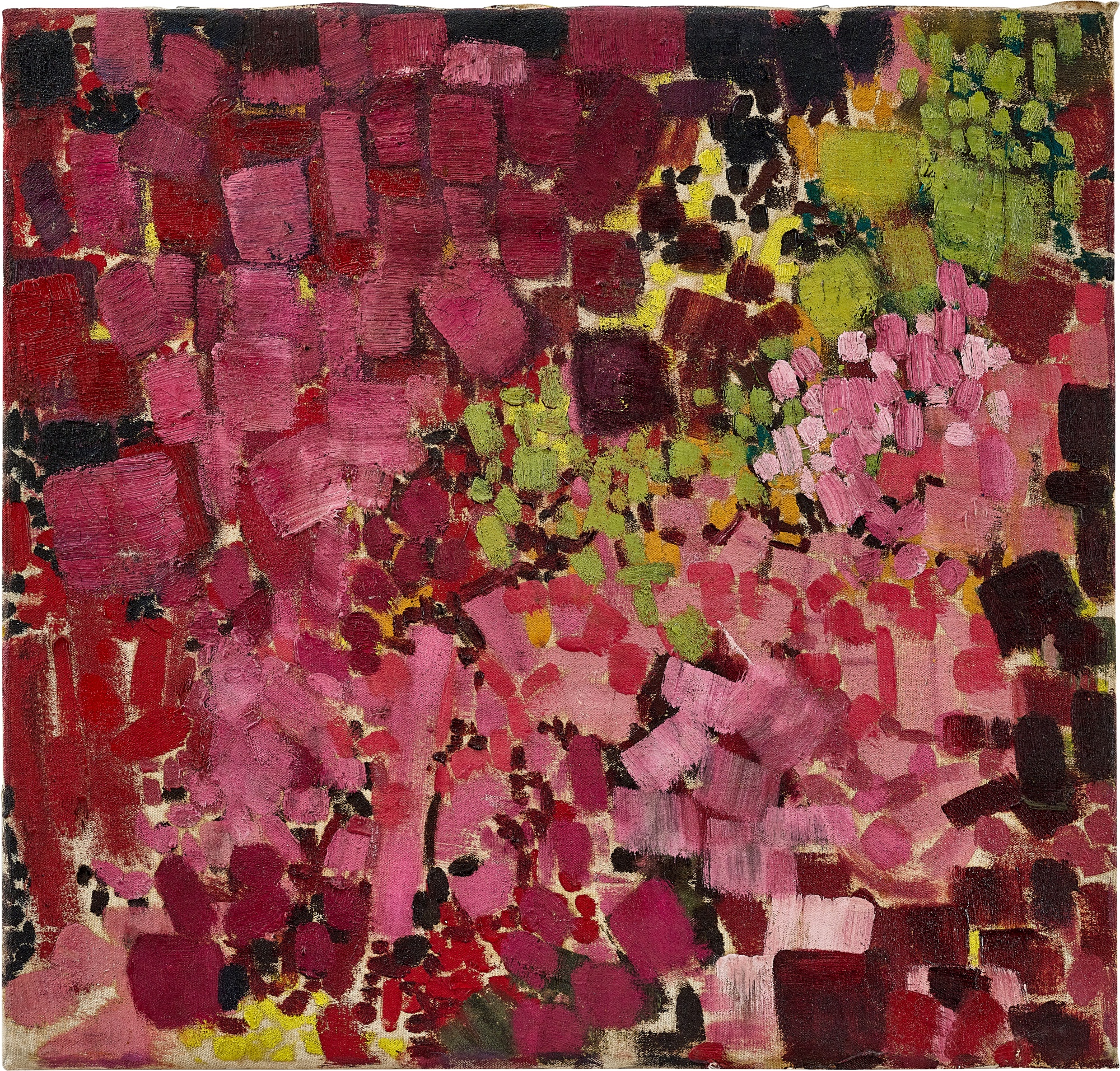 Judas Blossom  綻放的猶大樹