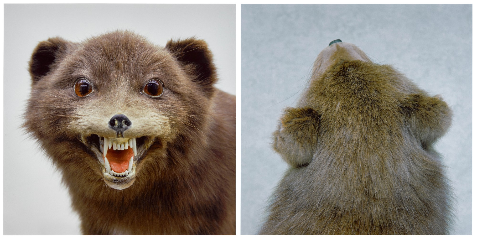 Roni Horn — Untitled (Fox)