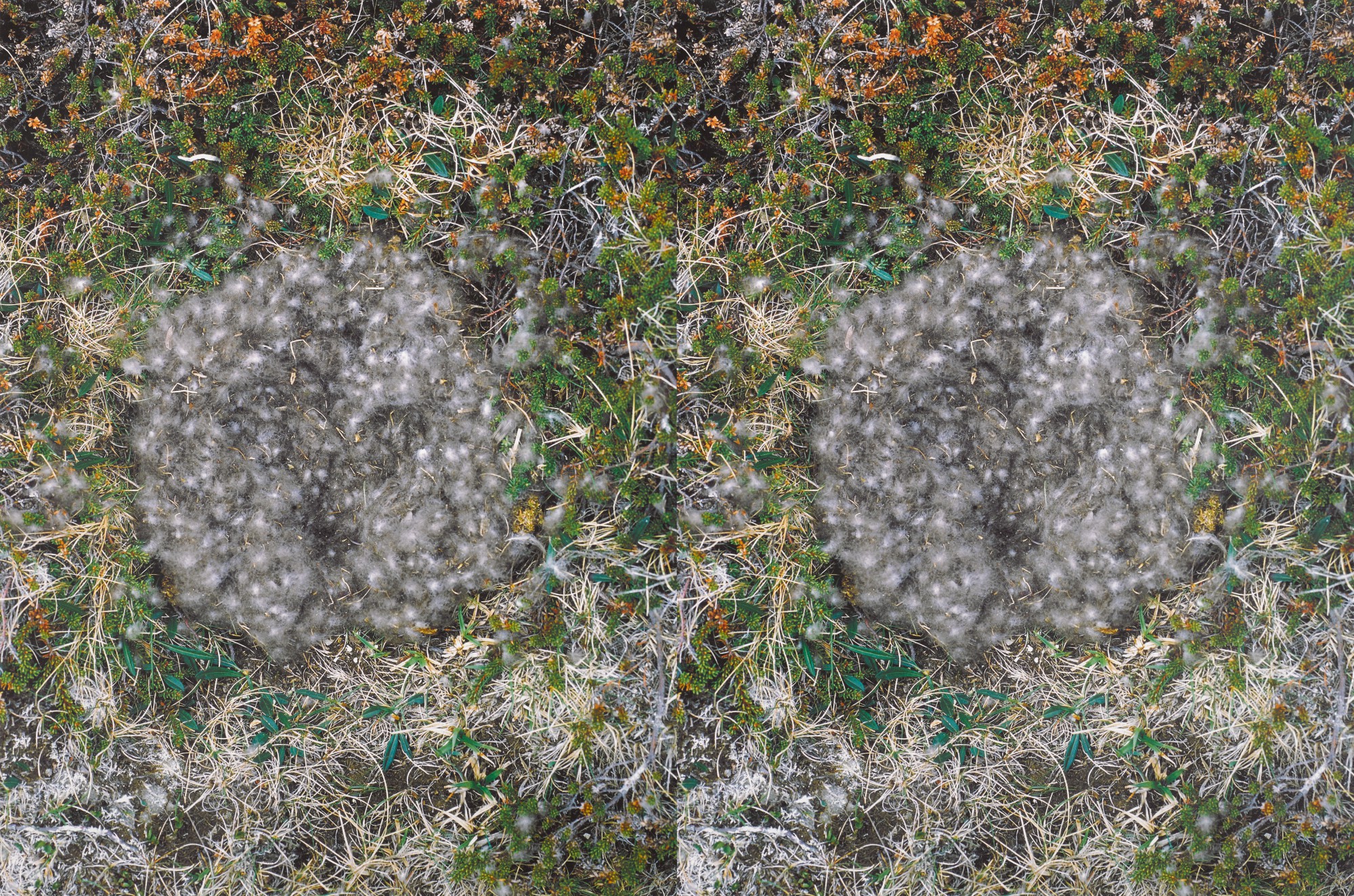 Roni Horn — Untitled (To Nest) #3