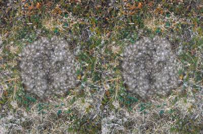 Untitled (To Nest) #3