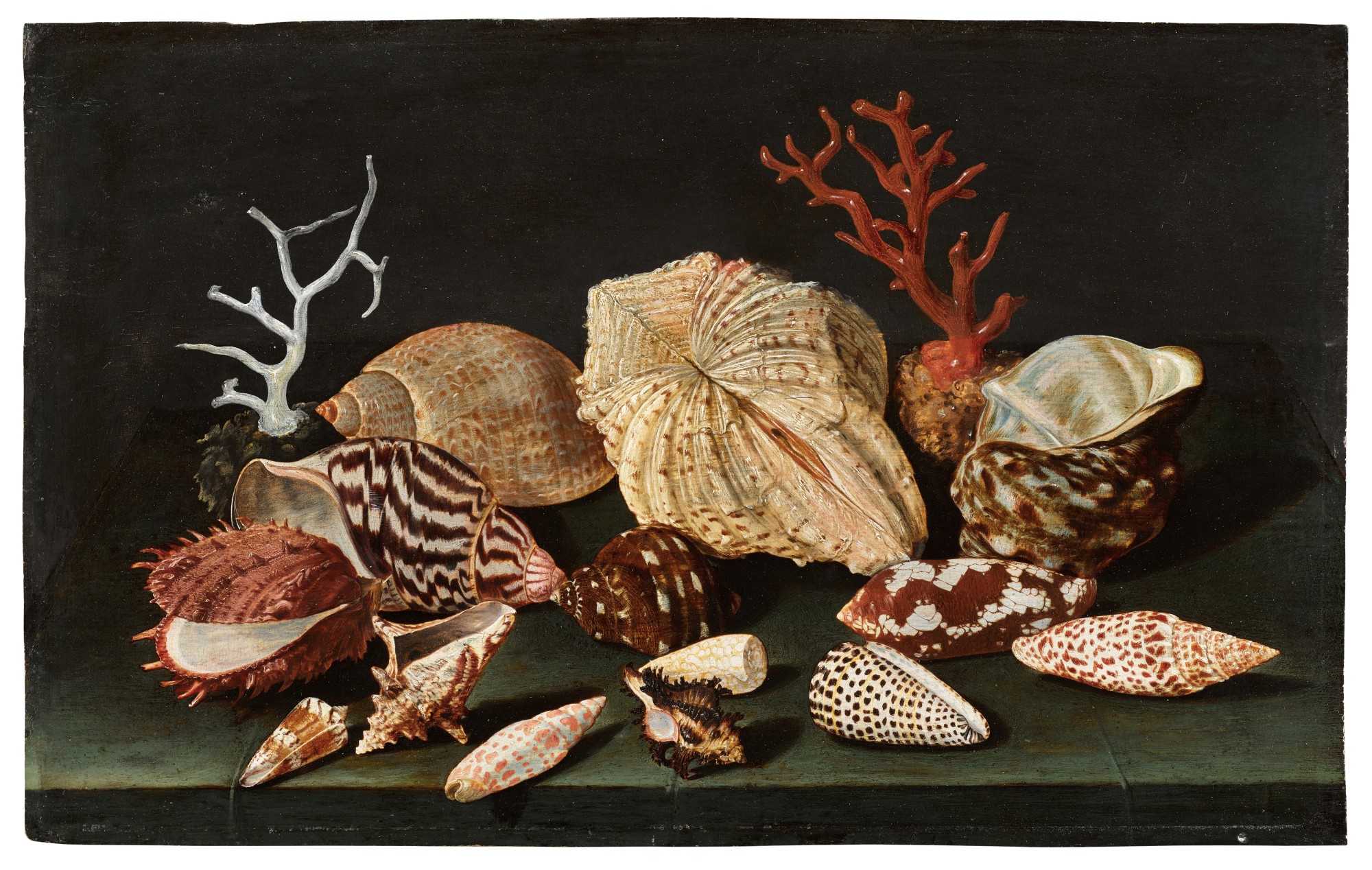 Unknown — Still life of shells and coral on a table draped with a green cloth 《靜物：桌上的貝殼與珊瑚，鋪綠色桌布》