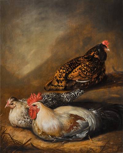Three resting chickens 
