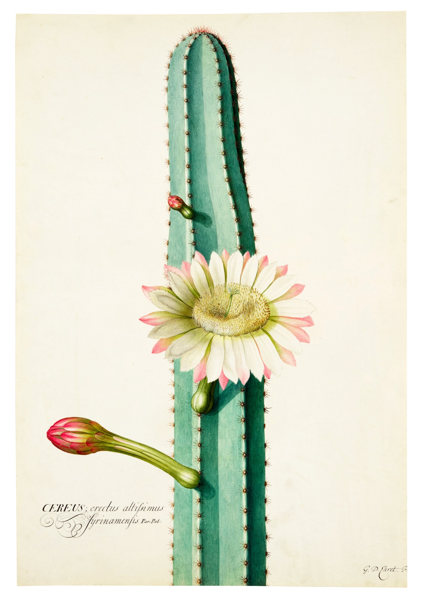 The South American 'Candle' Cactus