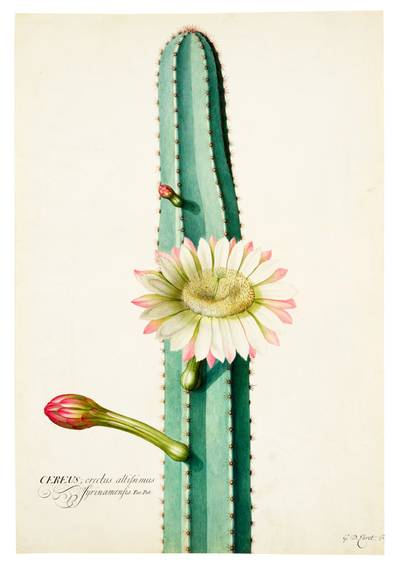 The South American 'Candle' Cactus