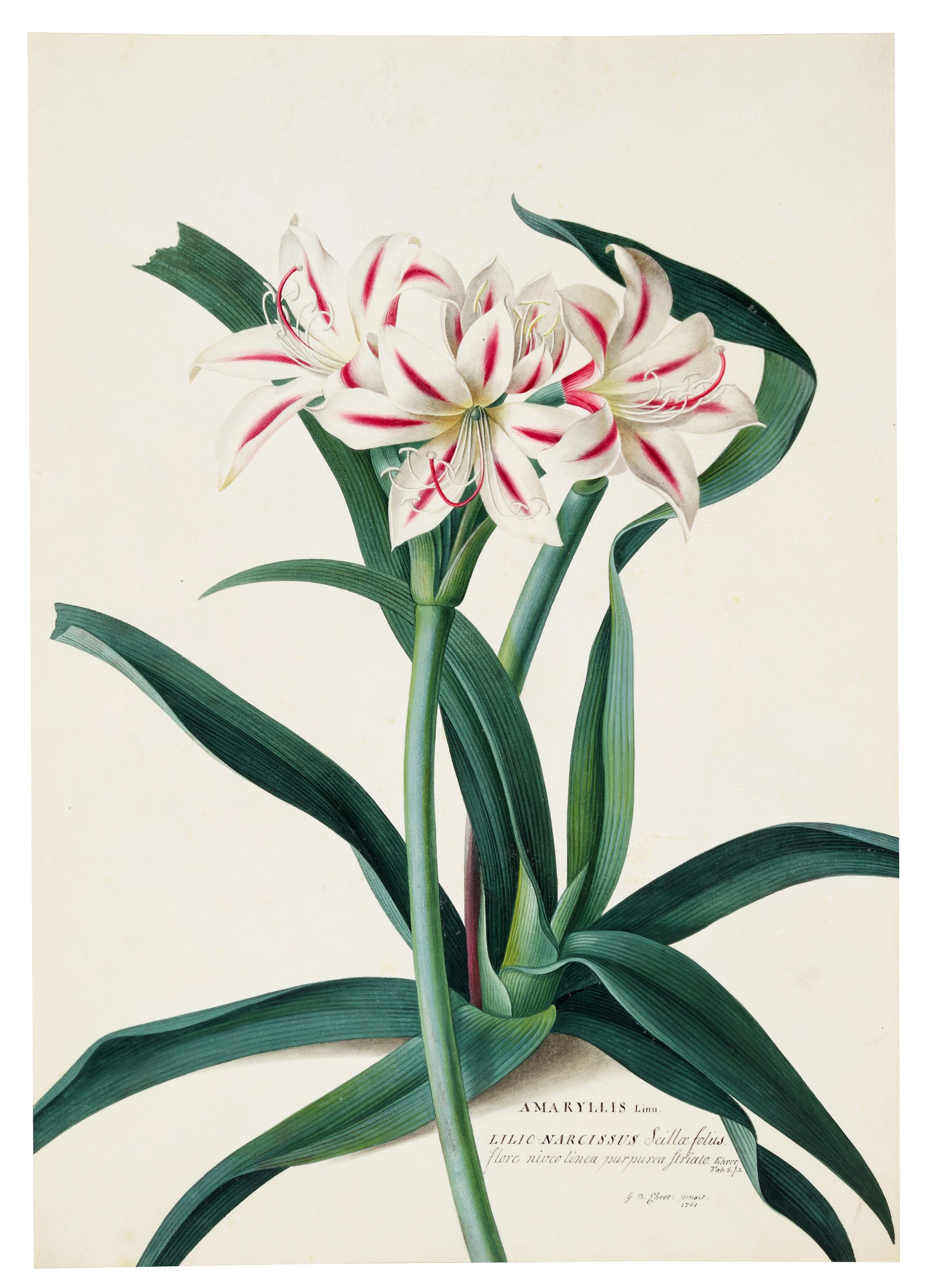 Georg Dionysius Ehret — The Amaryllis