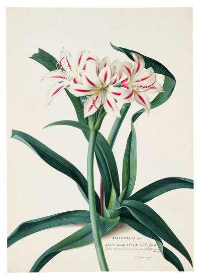 The Amaryllis