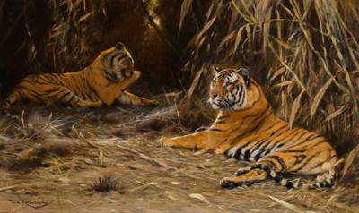 Tigers in the Jungle