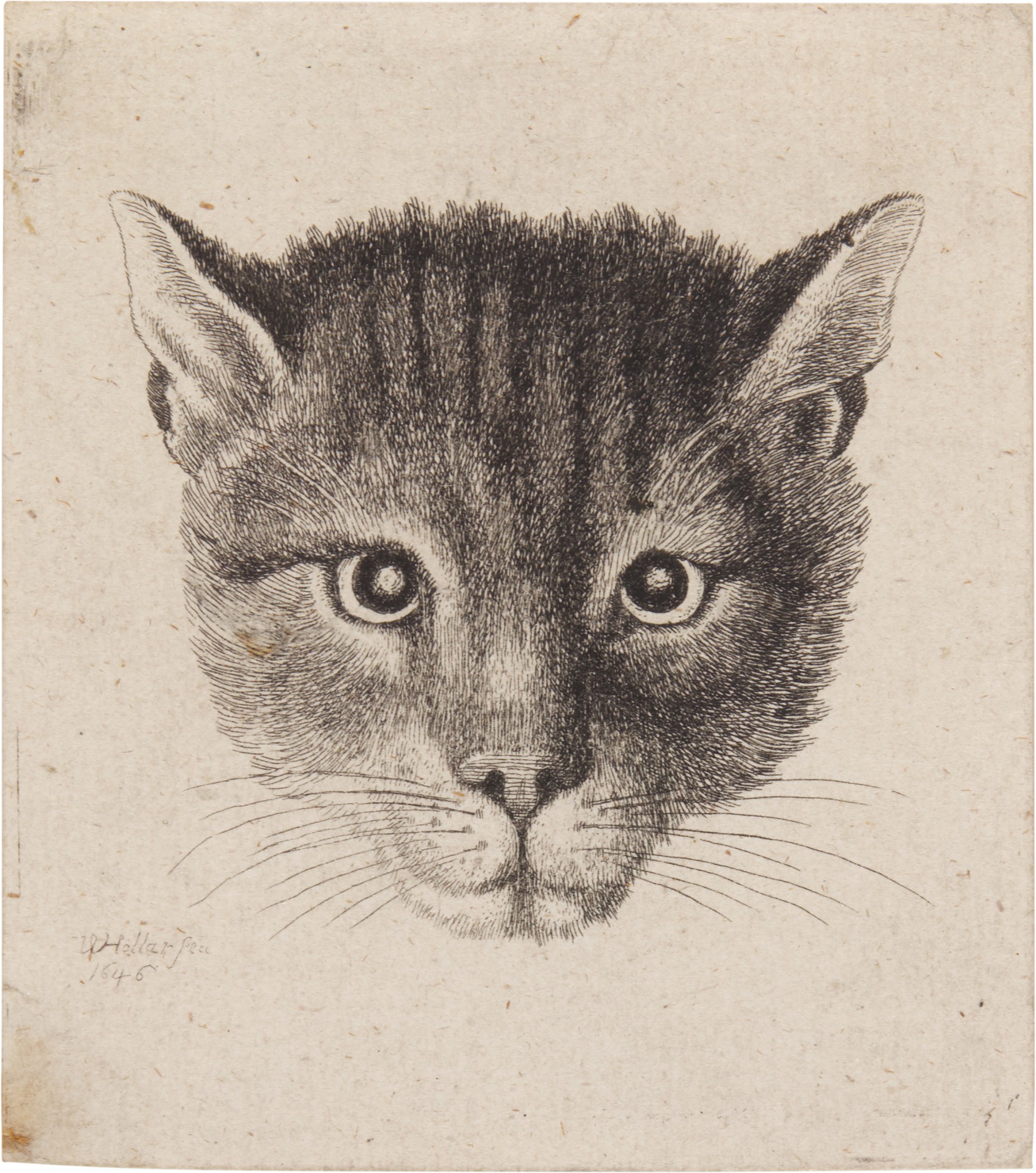 Wenceslaus Hollar — Head of a Cat (Small Size) (P. 2108)