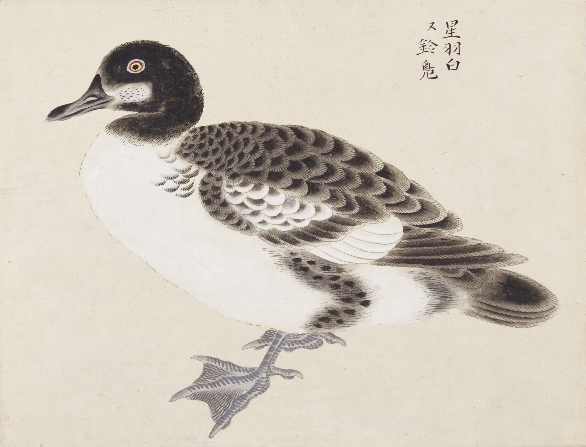 Thirteen paintings of birds and fowl | Edo period, 19th century