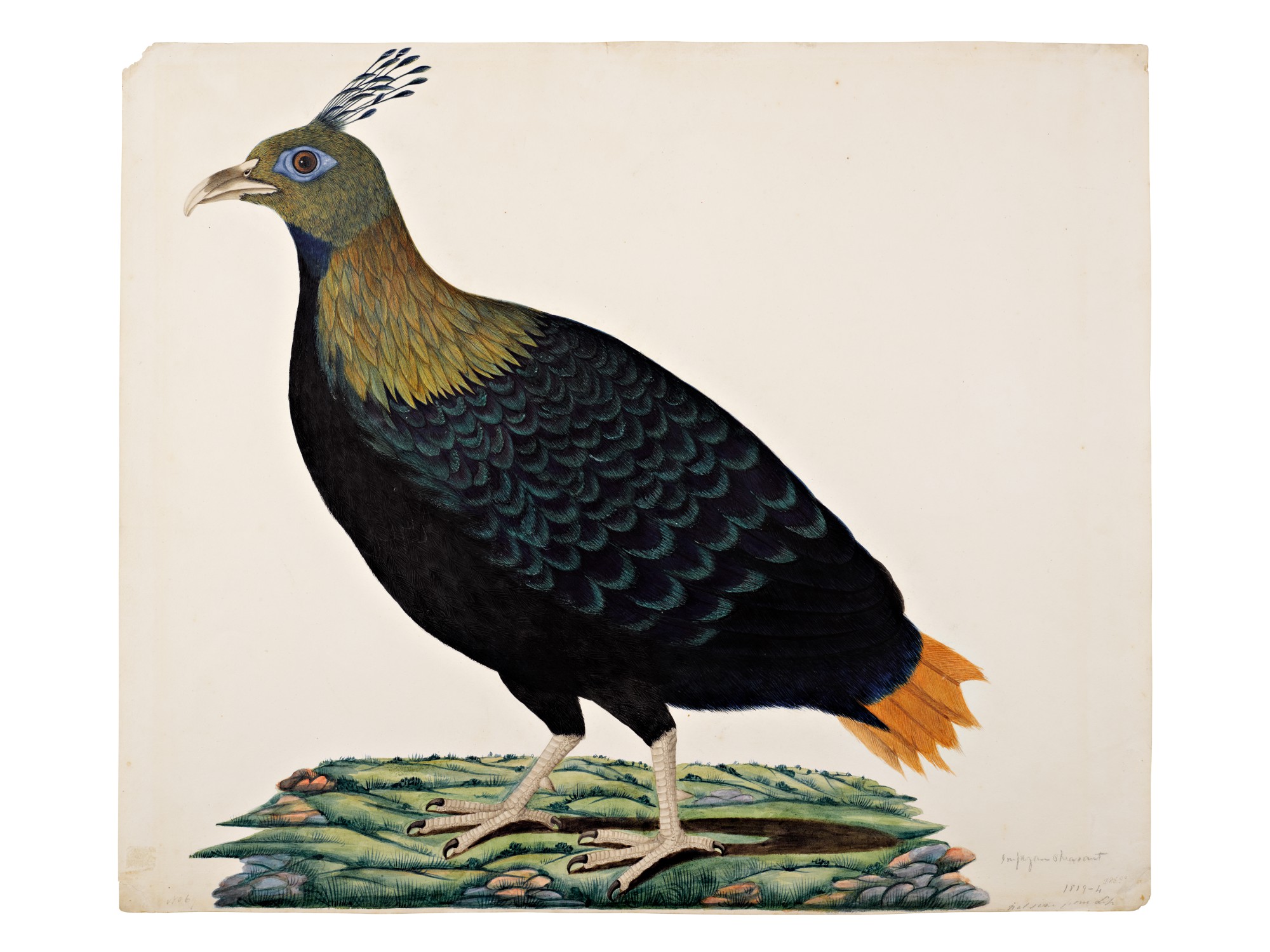 Unknown — A Himalayan Monal or Impeyan Pheasant (Lophophorus Impejanus) on a painted ground, Company School, Calcutta, circa 1803