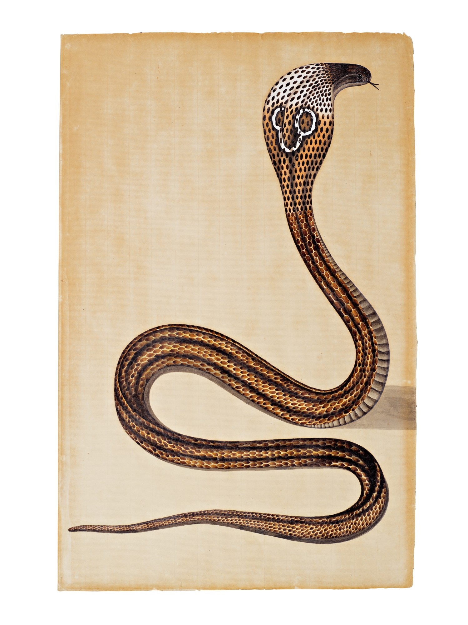 Unknown — A Cobra de Capello (Naja Tripudians), Company School, Calcutta, circa 1800