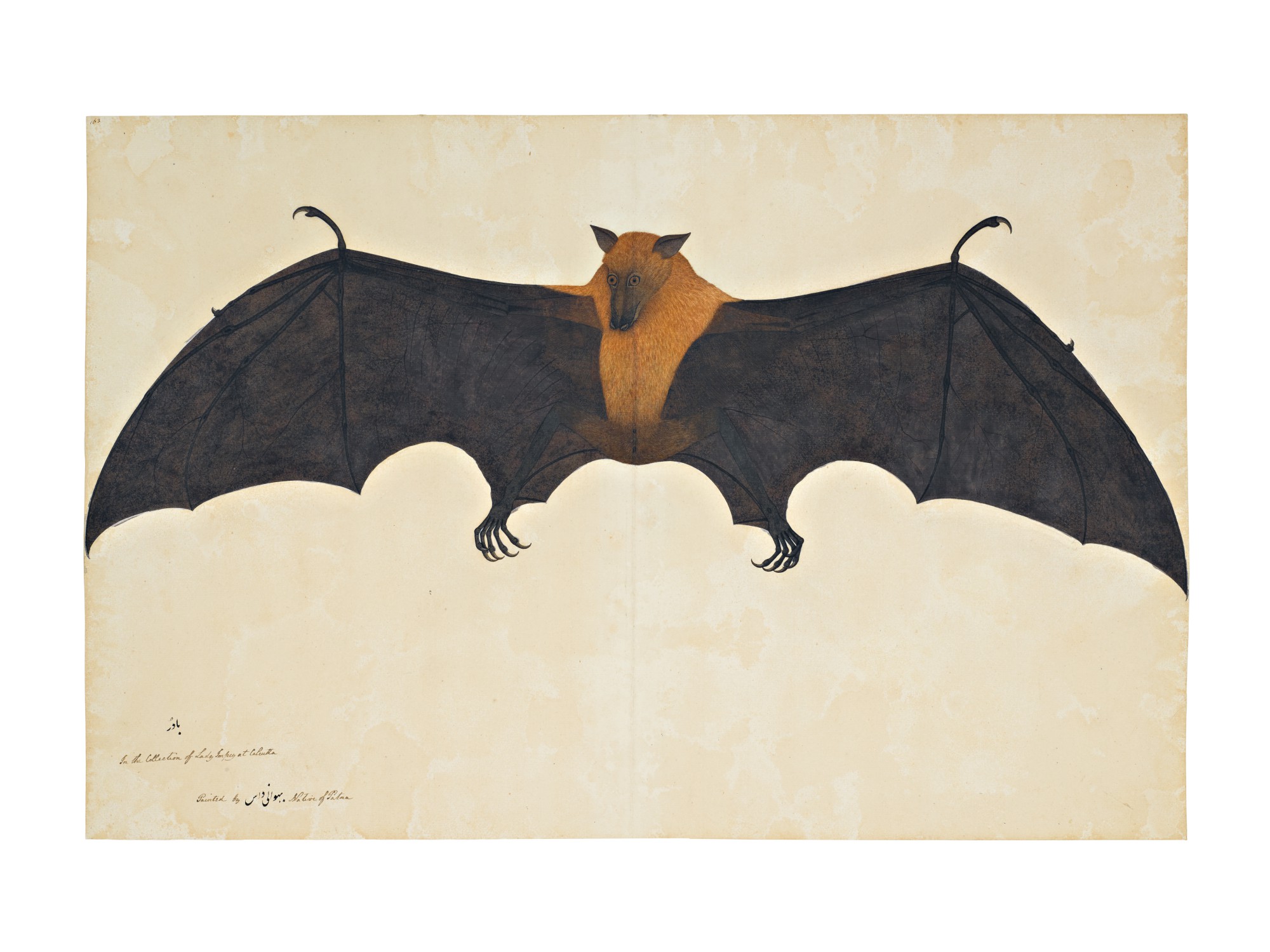 Unknown — A Great Indian Fruit Bat or Flying Fox (Pteropus Giganteus), from the Impey Album, signed by Bhawani Das, Company School, Calcutta, circa 1778-83
