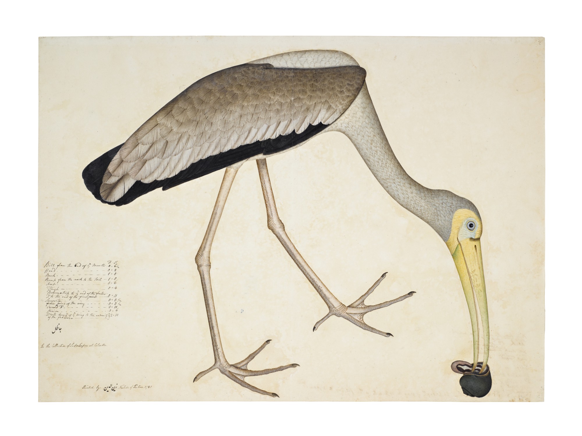 Unknown — A Painted Stork (Mycteria Leucocephala) eating a Snail, from the Impey Album, signed by Shaykh Zayn al-Din, Company School, Calcutta, dated 1781