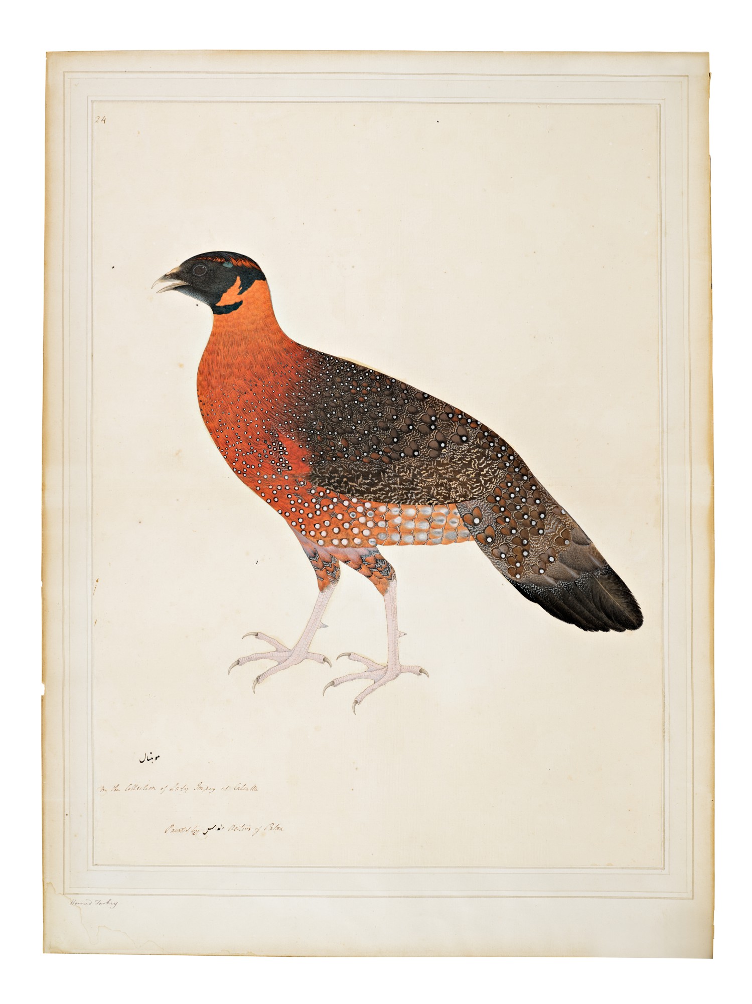 Unknown — A Crimson Horned Pheasant (Tragopan Satyra), from the Impey Album, signed by Ram Das, Company School, Calcutta, circa 1778-83