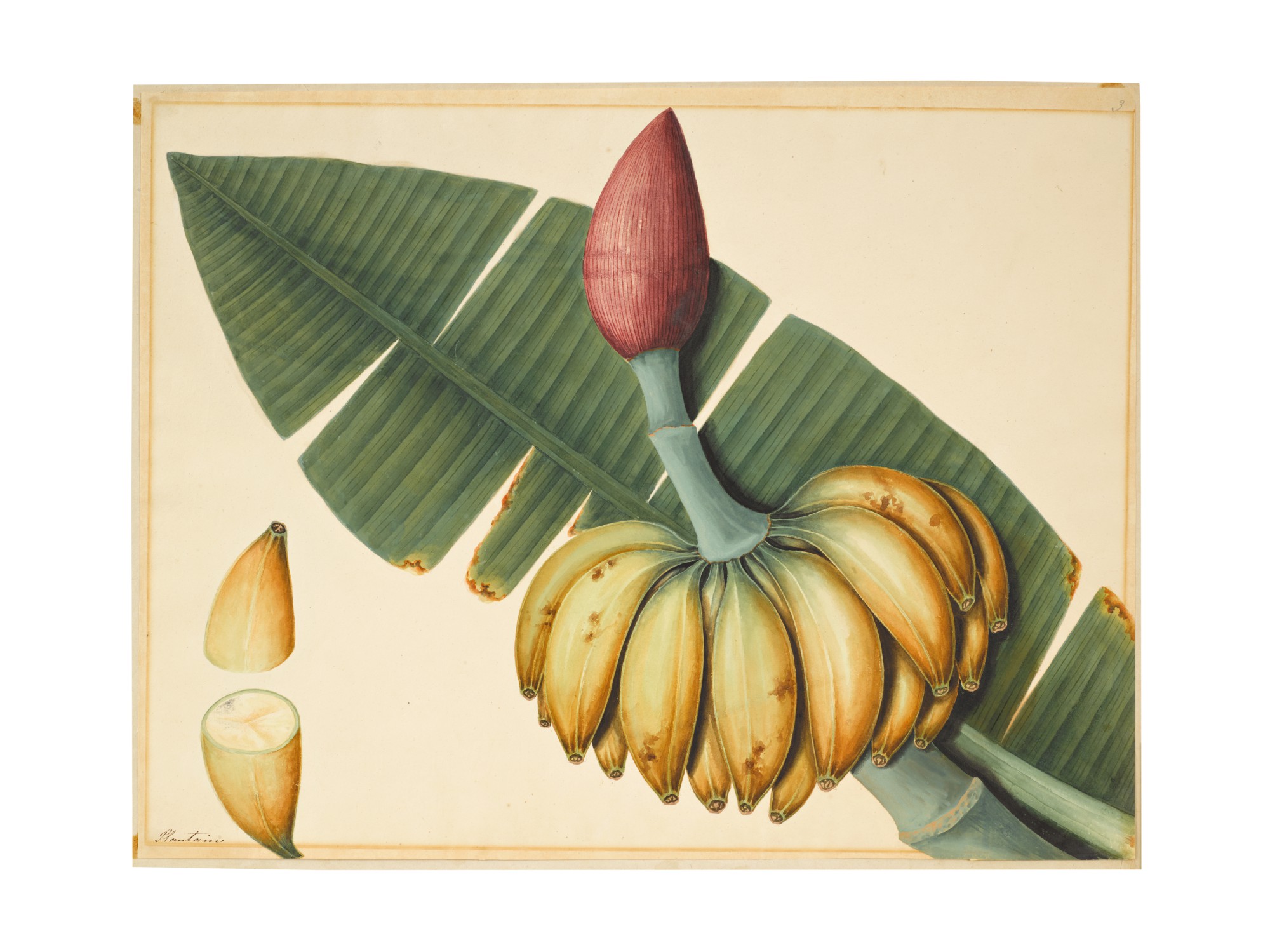 Unknown — A plantain (musa balbisiana) and a mango (mangifera foetida), possibly an Indian or Chinese artist, Company School, India or South East Asia, early 19th century