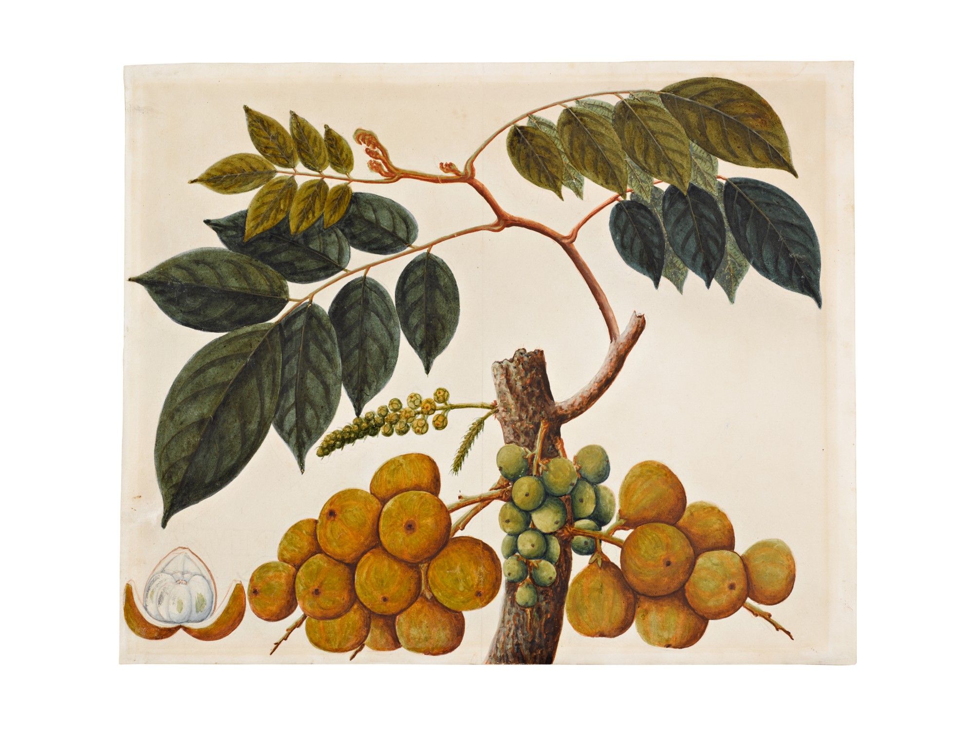 Unknown — Seven botanical studies, probably by a Chinese artist, Company School, South East Asia, 19th century